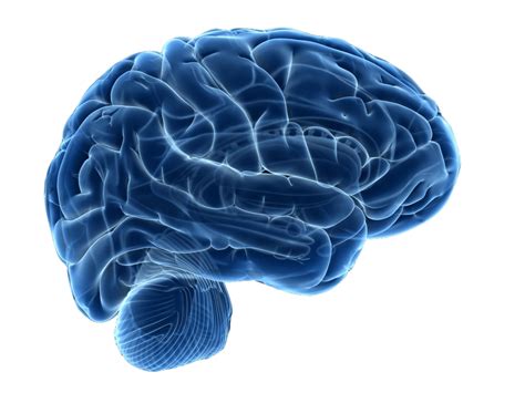 Human Brain Neuroimaging Neuroscience Therapy Brain Png Download