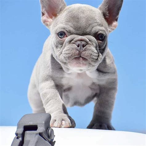We are french bulldog hobby breeders. White ,Brown and Blu French Bulldog puppies for sale Clifton