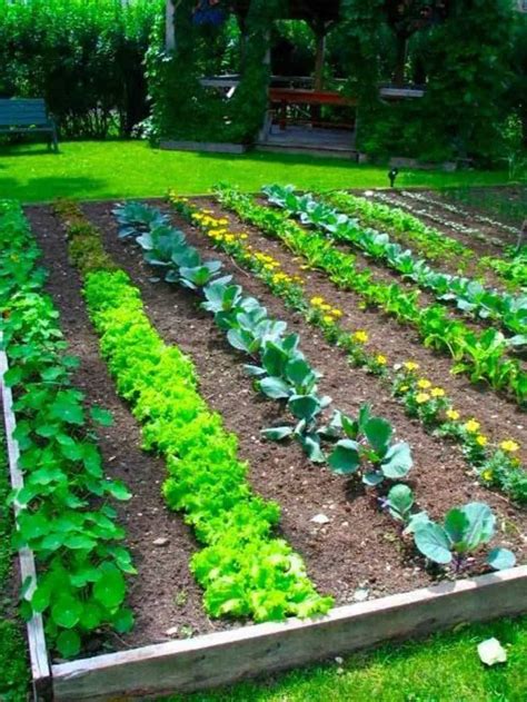 Large Vegetable Garden With Wooden Raised Bed Planting A Vegetable