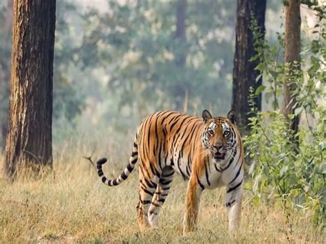 Ranipur Tiger Reserve Indias 53rd And Uttar Pradeshs 4th Tiger