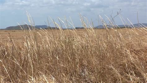 Dried Tall Grass In A Field Stock Footage Video 5798654 Shutterstock