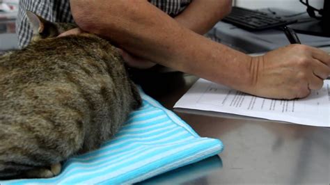 Standard Operating Procedures Sop In Spaying A Pregnant Cat At Toa
