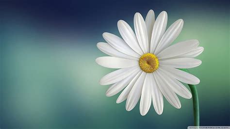 Marguerite Daisy Flower For Ultra Hd Wallpaper Pxfuel