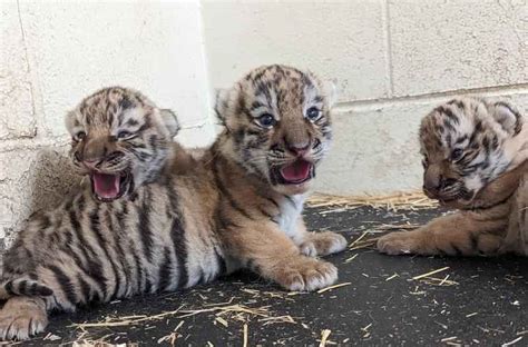 Three New Tiger Cubs At Minnesota Zoo With You For Life