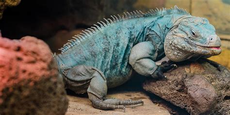 Grand Cayman Blue Iguana Smithsonians National Zoo And Conservation