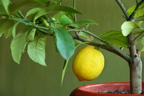 Lemon Trees In Pots Daltons