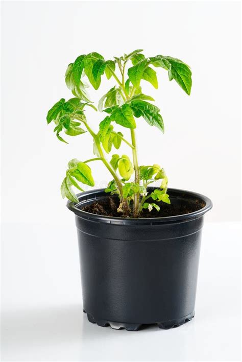 Green Tomato Seedling Sprouts In Black Pot Isolated On White Background