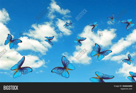 Bright Butterflies Image And Photo Free Trial Bigstock