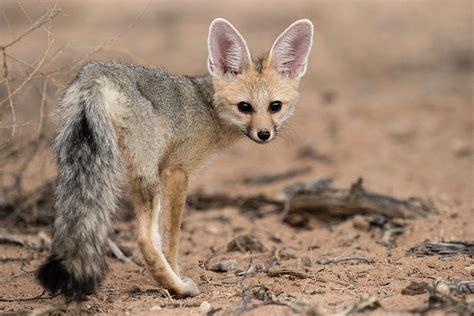 Young Cape Fox Photograph By Tony Camachoscience Photo Library Pixels