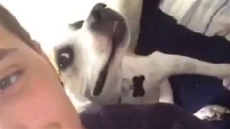 Dog Poses For Selfie Hilarious Youtube