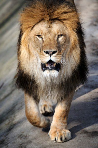 Angry Lions Face Hd