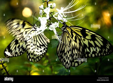 Philippines Manila Rizal Park Butterfly Enclosue Stock Photo Alamy