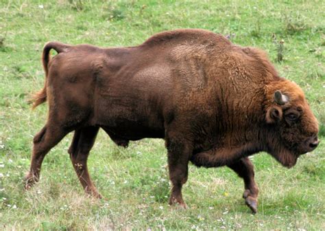 National Animal Of Belarus Interesting Facts About Bison