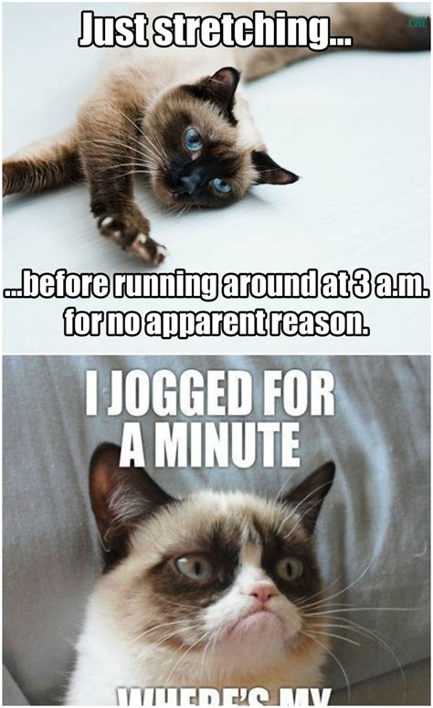 20 Best Grumpy Cat Memes So Life Quotes Grumpy Cat Humor Cat Memes Grumpy Cat