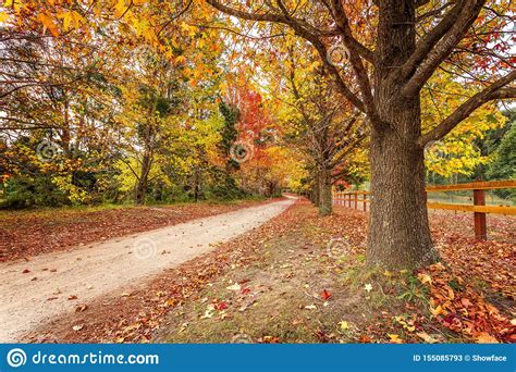 Country Roads In Autumn Lined With Maples And Deciduous Trees Stock