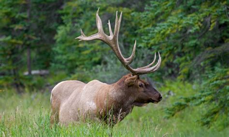 Female Hunters Enormous Bull Elk Deemed Second Largest In