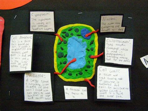 Animal Cell Y7 What Is Cell Biology Lesson For Kids Study Com