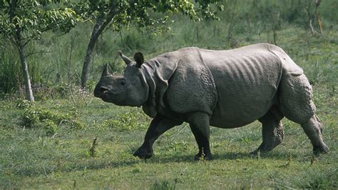 4k Rhino Hd Wallpaper 4000x2250 Most Endangered Animals Endangered
