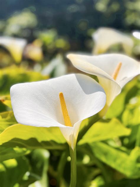 Calla Lily Valley In Big Sur Location Bloom Season And More Tips