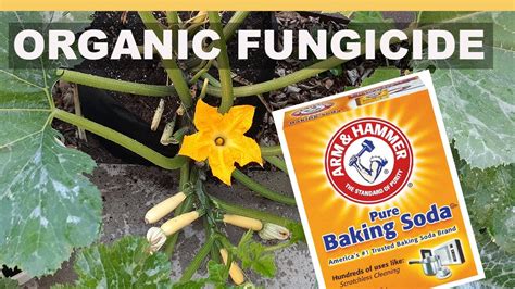 A study found that a 10% solution of milk was as effective against the mold as other methods of treatment. EZ Homemade Organic Fungicide for Squash & Cucumber ...