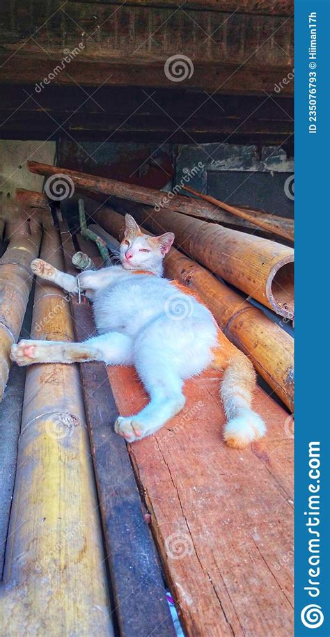 Pregnant Cat Sleeping On A Pile Of Wood Stock Image Image Of