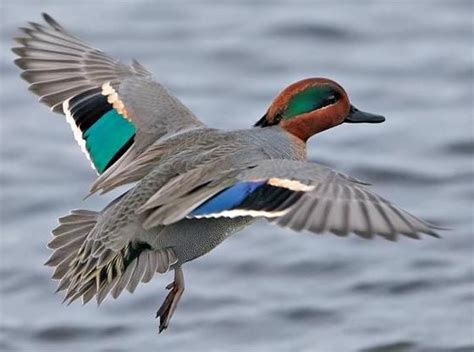 Green Winged Teal Duck Male Goose Hunting Bird Hunting Teal Duck
