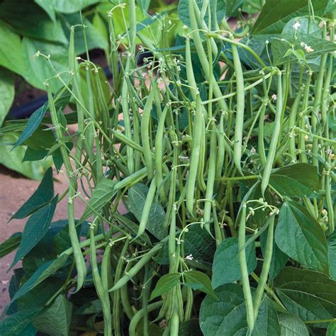 Best Green Beans To Grow In Containers Brown Thumb Mama
