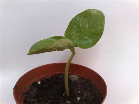 20 wunderbaum rizinus zansibariensis samen castor oil plant top keimgarantie. Rizinus - 2 Tage nach der Keimung | Vegetation daheim