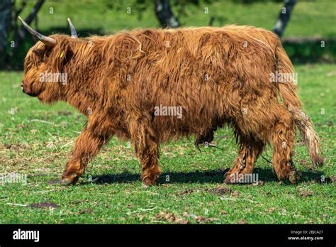 Cute Red Highland Cow Hi Res Stock Photography And Images Alamy