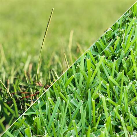 Centipede Vs Bermuda Grass Lawn And Petal