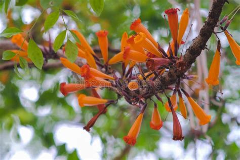 Orange Radermachera Ignea Flowers Or Tree Jasmine Stock Image Image