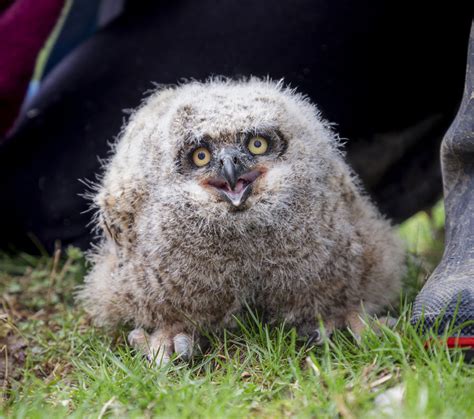 Great Horned Owl Nestling Ohio Wildlife Center
