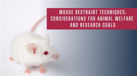 Mouse Restraint Techniques Considerations For Animal Welfare And