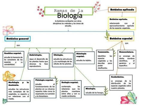 Top imagen mapa mental de ramas de la biología Viaterra mx