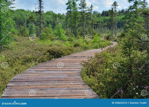 Wooden Boardwalk Across Wetland Wood Board Walkway Accross Marshland