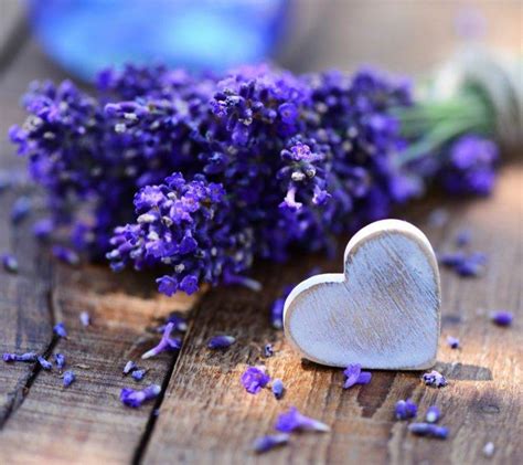Check spelling or type a new query. heart, Flowers, Lavender Wallpapers HD / Desktop and ...