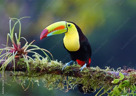 Keel Billed Toucan Perched On A Moss Covered Branch In The Jungles Of