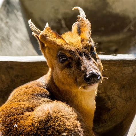Unusual Deer With Fangs 7 Things You Didnt Know About Them
