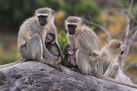 Vervet Monkeys A Photo On Flickriver