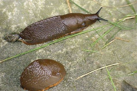 Arion Slugs Invasive Species Council Of British Columbia