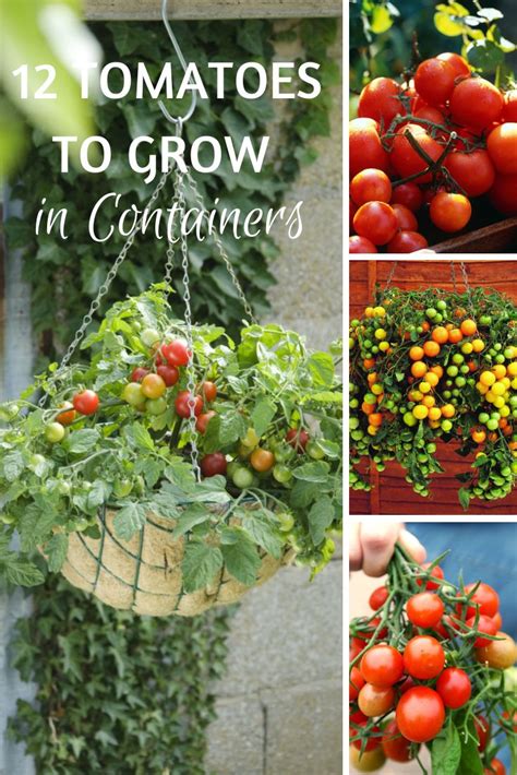12 Tomato Varieties That Are Perfect For Containers