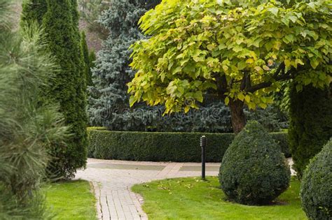 Evergreen Bushes And Shrubs In Landscape Design Stock Image Image Of