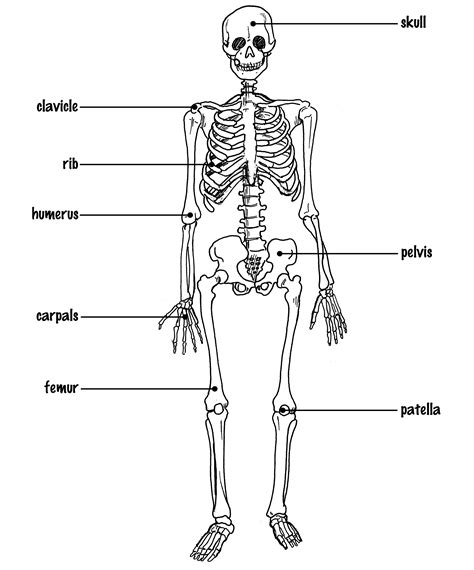 Human skeleton with full labels ill. human skeleton diagram | Diabetes Inc.