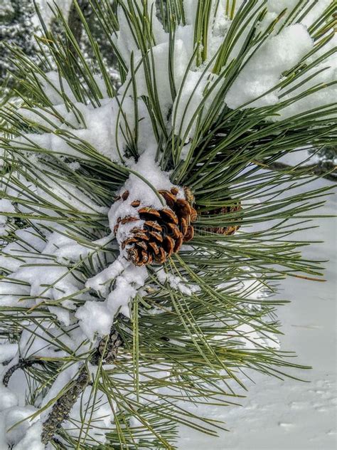 Snow Covered Colorado Pine Cone And Needles In Winter Stock Photo