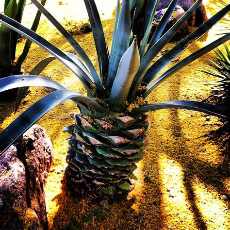 Pineapple Or Palm Tree Melissa Flickr