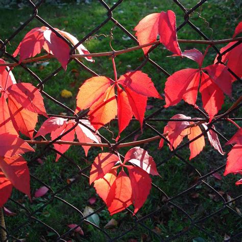 Parthenocissus Quinquefolia Suttons