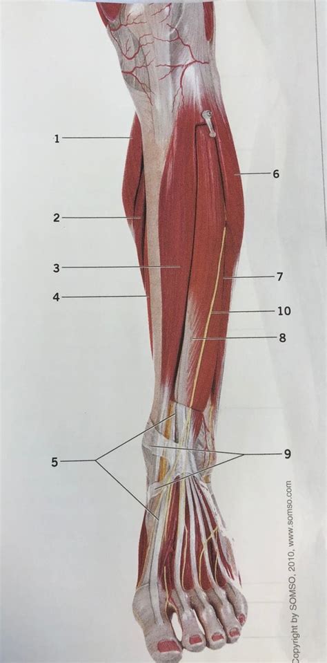Figure Superficial Muscles Of The Leg Anterior View Left Side Sexiz Pix