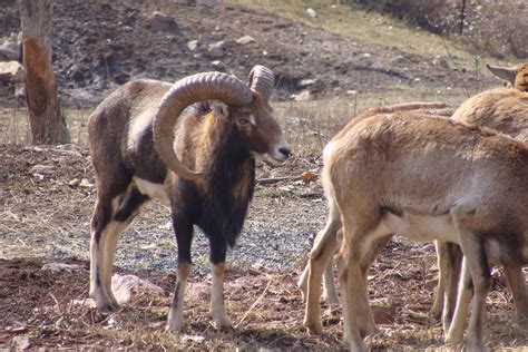 Mouflon Big Mouflon Ram Larry Dowell Flickr