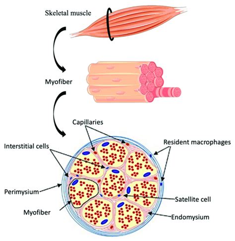 Schematic Representation Of The Skeletal Muscle Structure The Download Scientific Diagram