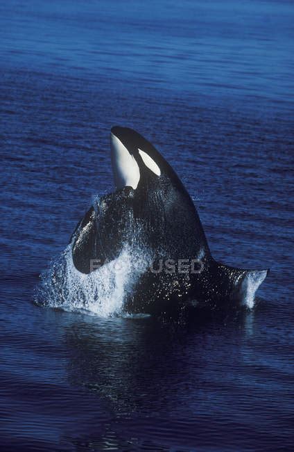 Breaching Killer Whale In Water Of British Columbia Canada